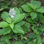 blue fountain bush