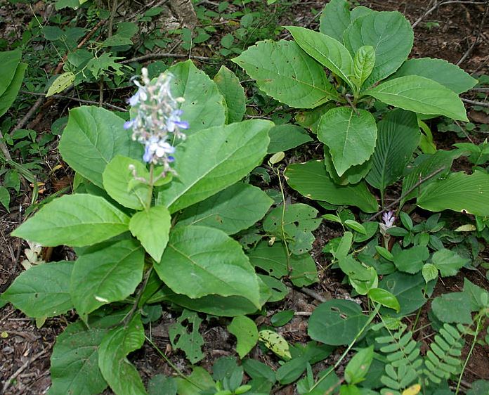 blue fountain bush