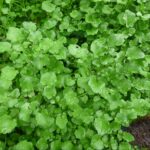 watercress