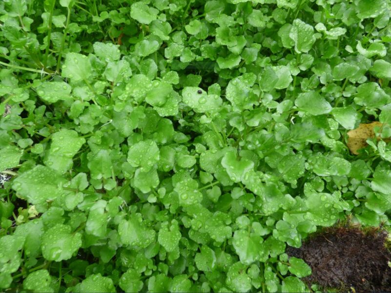 watercress