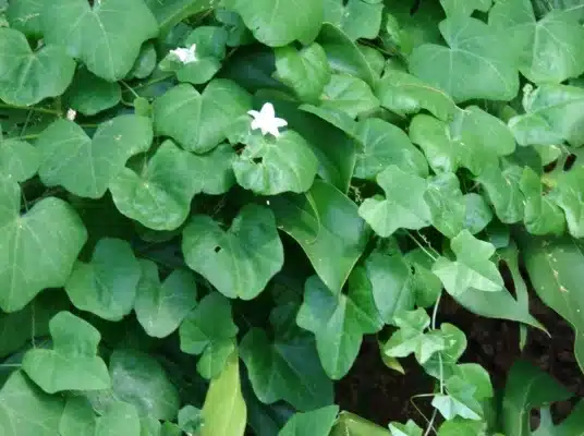 ivy gourd