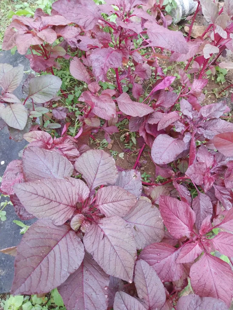 amaranth leaves