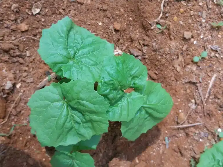 bitter Gourd leaves for health