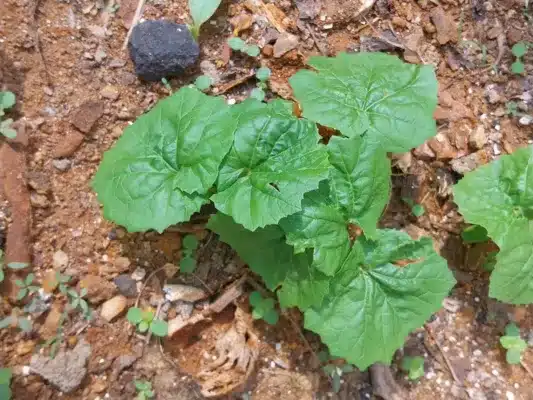 gourd bitter nutrients