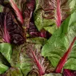 beetroot green leaves