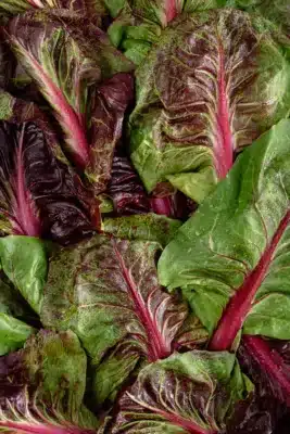 beetroot green leaves