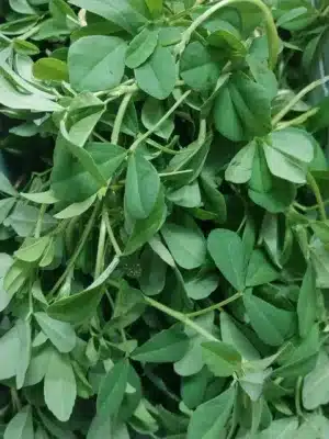 fenugreek herbs