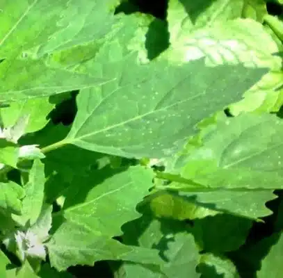 white goosefoot nutrients