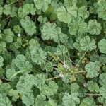 Indian mallow herb