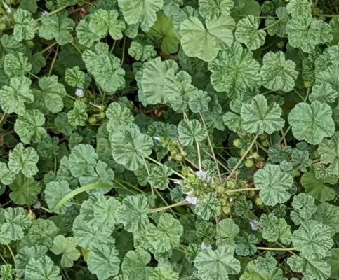 Indian mallow herb