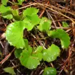 indian pennywort