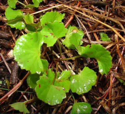 indian pennywort