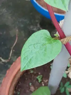 malabar spinach