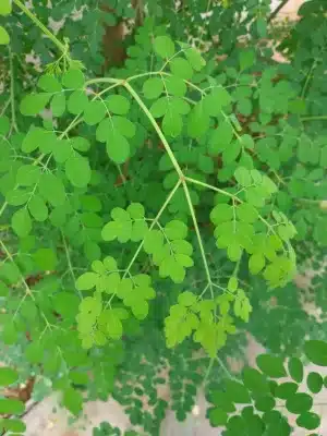 moringa leaves marvel