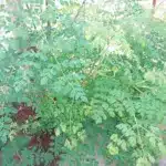 moringa leaves