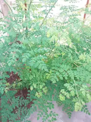 moringa leaves