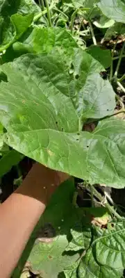 pumpkin leaves