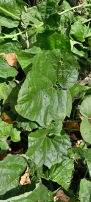 pumpkin leaves health