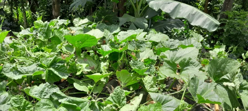 pumpkin leaves nutrients