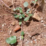 desert horse purslane