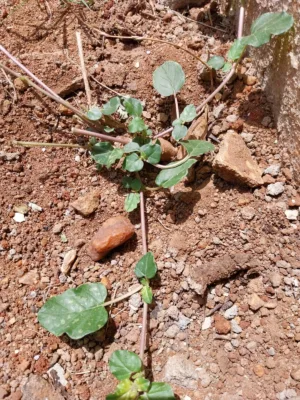 desert horse purslane