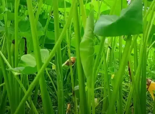 taro leaf health benefits