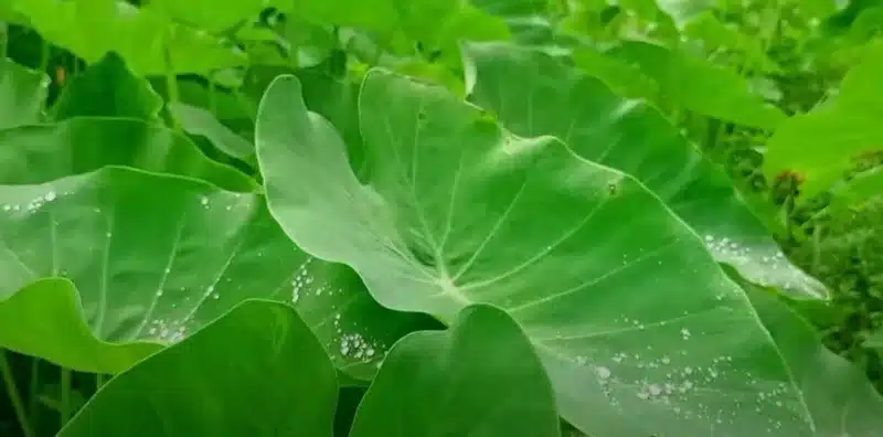 taro leaves