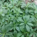 waterleaf healthy