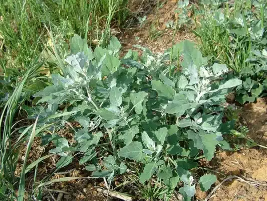 white goosefoot