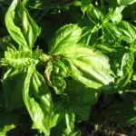 herbs basil