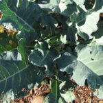 cauliflower leaves