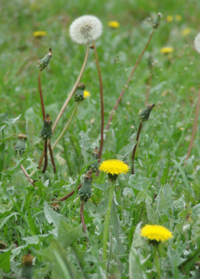 dandelion health