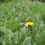 dandelion green