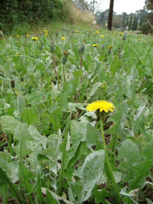 dandelion green