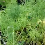 dill leaves healthy