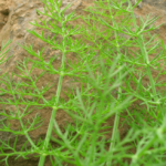 fennel leaves health benefits