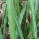 herbs lemon grass