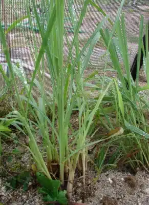 lemongrass nutrients