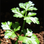 parsley