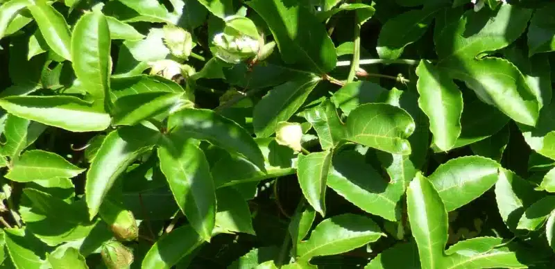 Passion Fruit leaf