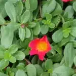 Purslane Nutrients