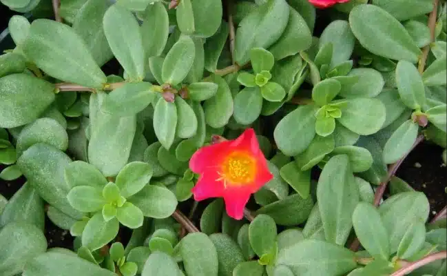 Purslane Nutrients