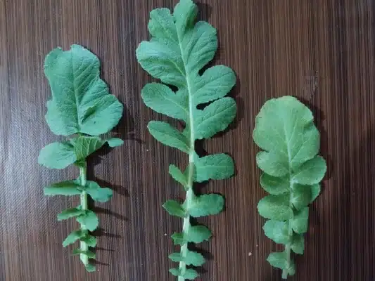 radish leaves