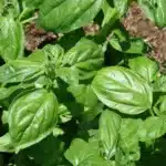 basil sweet