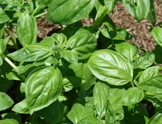 basil sweet