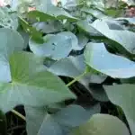 sweet Potato leaves