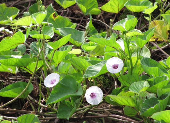 sweet potato leaves