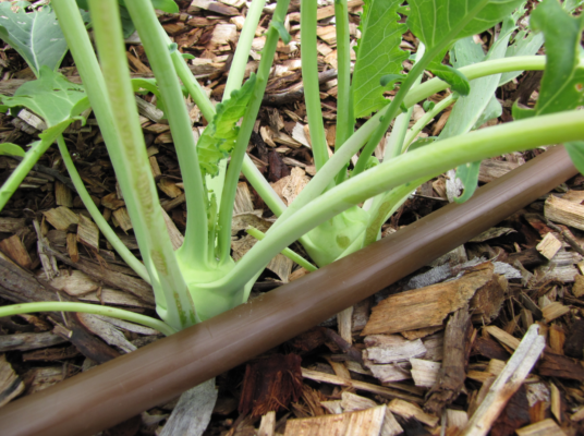 turnip nutrients