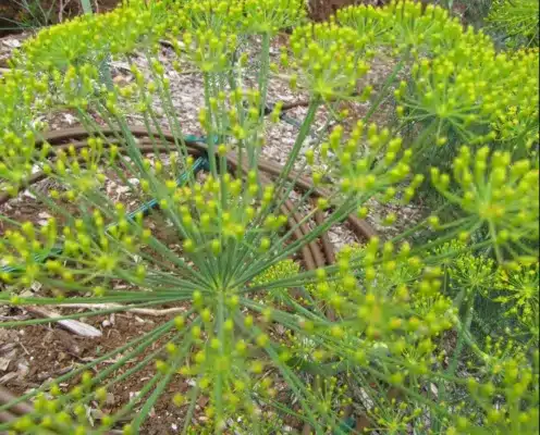 dill leaves