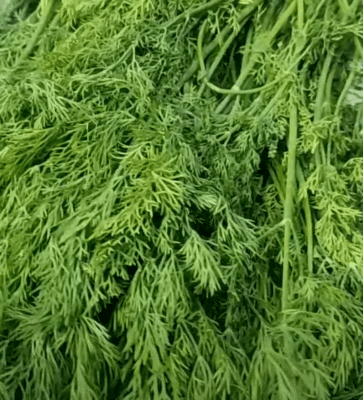 ajwain leaves